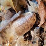 Calolampra sp (Bark Cockroach), Alice Springs NT