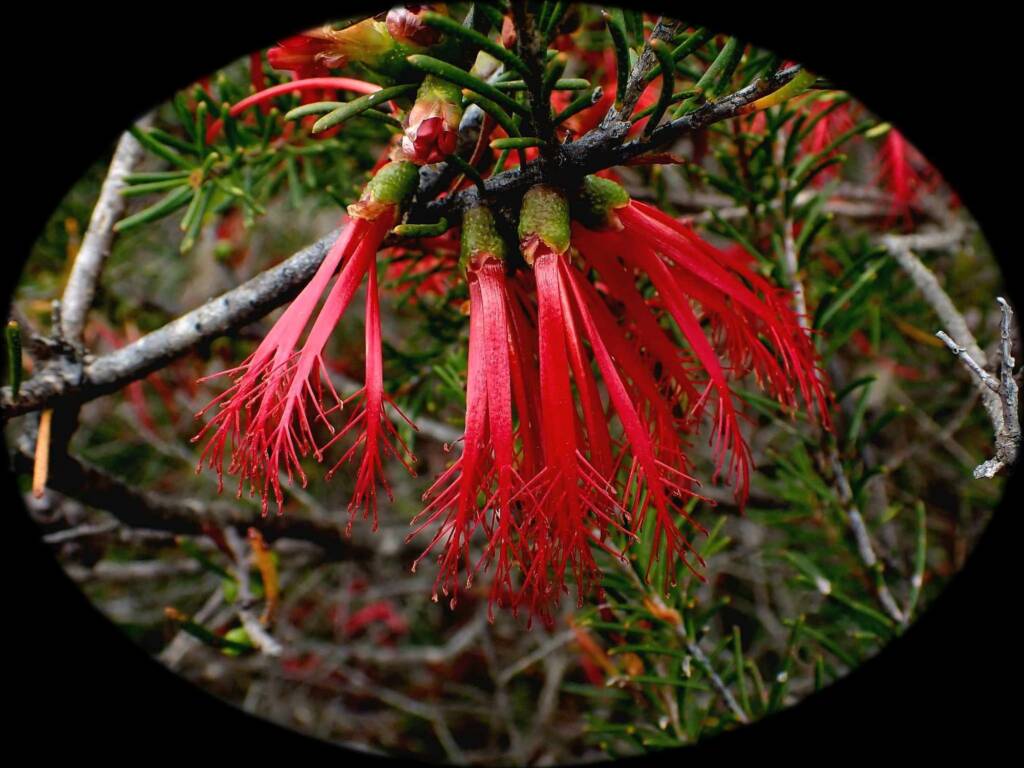 One-sided Bottlebrush (Calothamnus quadrifidus), Great Southern Region WA © Terry Dunham
