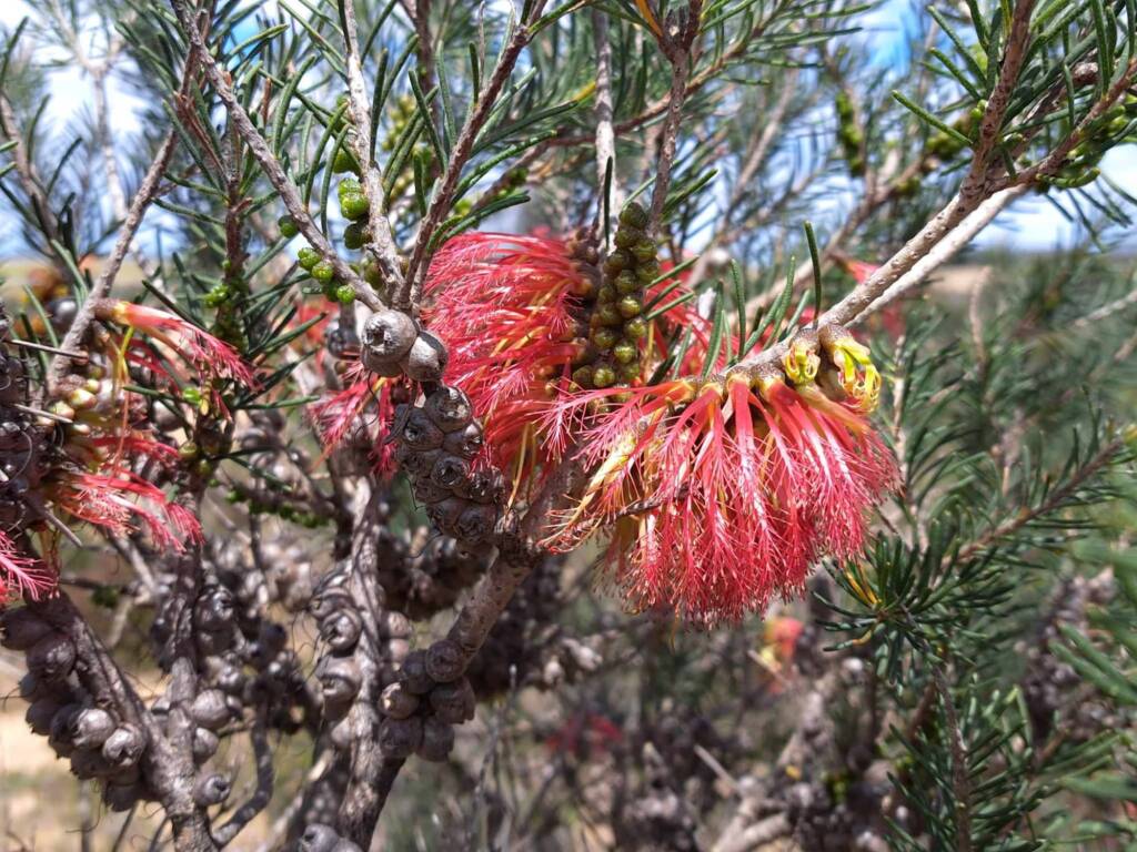 One-sided Bottlebrush (Calothamnus quadrifidus), Great Southern Region WA © Terry Dunham