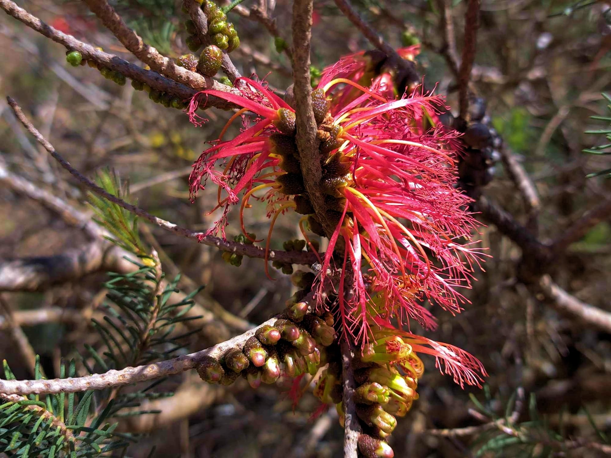 One-sided Bottlebrush (Calothamnus quadrifidus), Great Southern Region WA © Terry Dunham