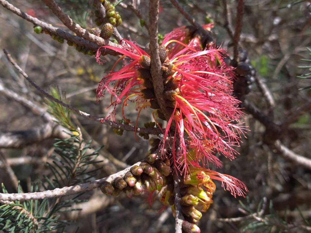 One-sided Bottlebrush (Calothamnus quadrifidus), Great Southern Region WA © Terry Dunham
