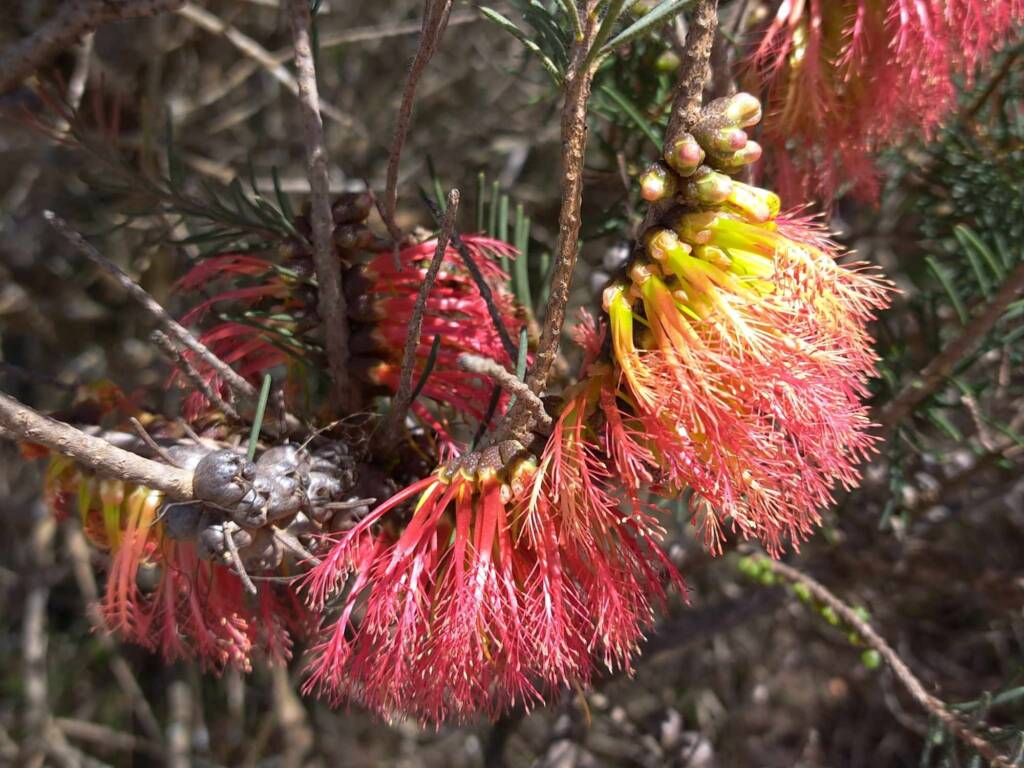 One-sided Bottlebrush (Calothamnus quadrifidus), Great Southern Region WA © Terry Dunham