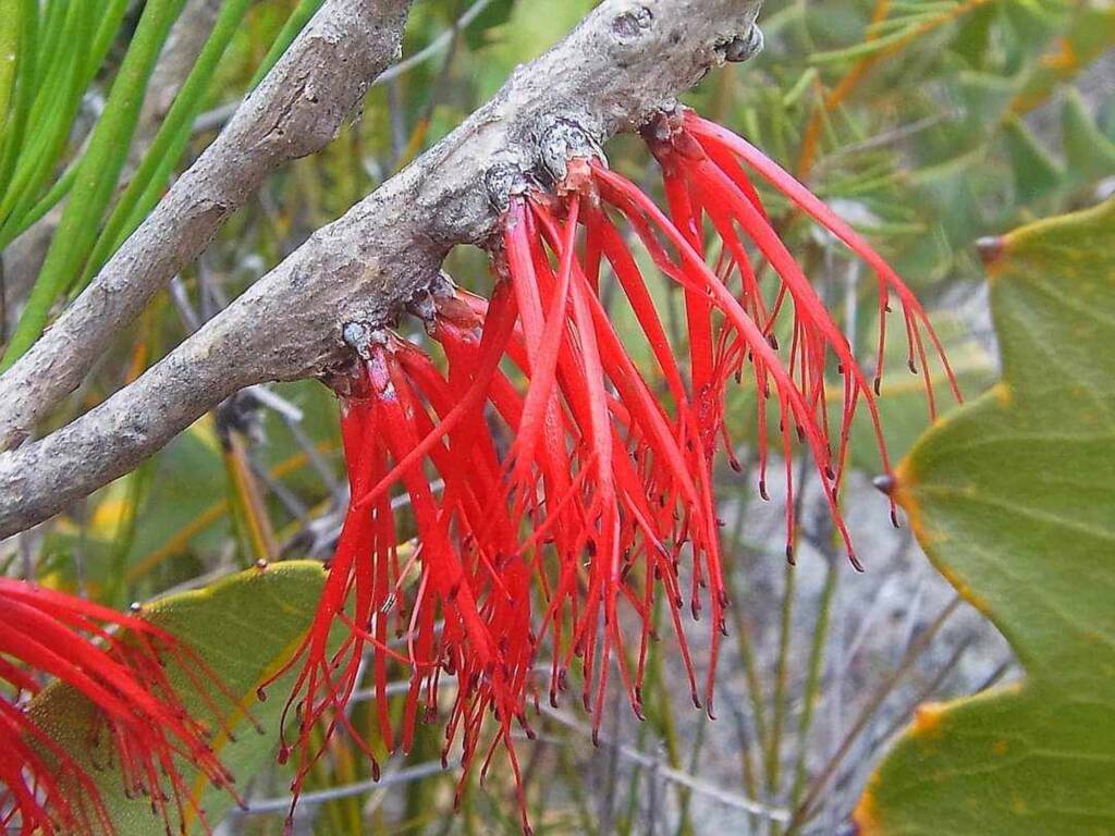 One-sided Bottlebrush (Calothamnus quadrifidus), Great Southern Region WA © Terry Dunham