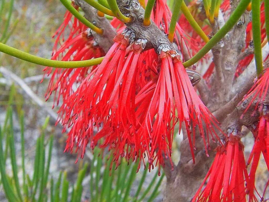 One-sided Bottlebrush (Calothamnus quadrifidus), Great Southern Region WA © Terry Dunham