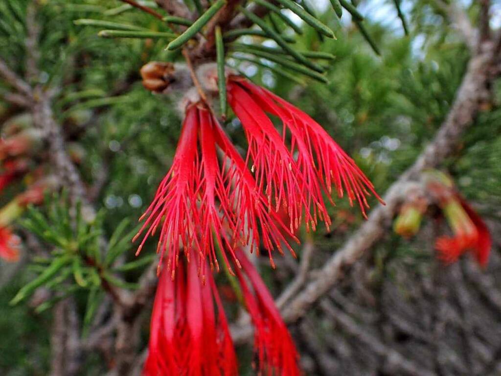 One-sided Bottlebrush (Calothamnus quadrifidus), Great Southern Region WA © Terry Dunham