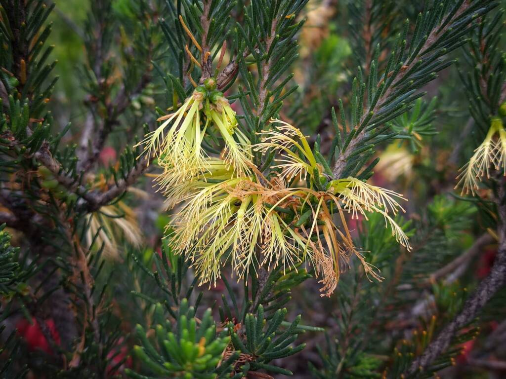 One-sided Bottlebrush (Calothamnus quadrifidus), Great Southern Region WA