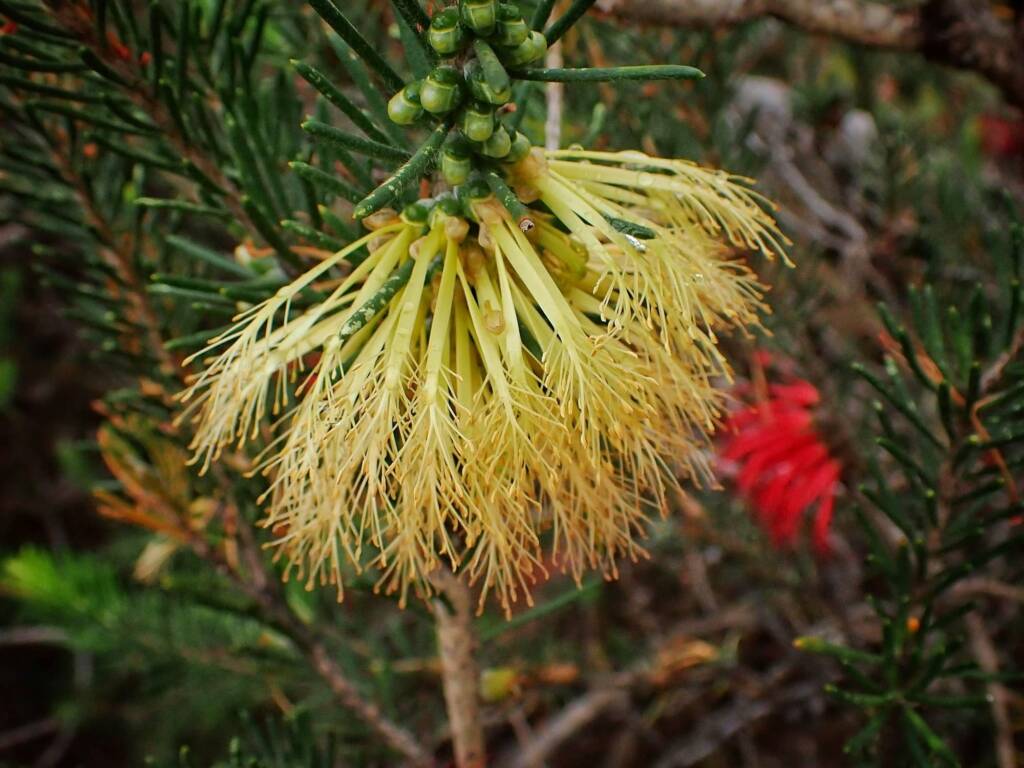 One-sided Bottlebrush (Calothamnus quadrifidus), Great Southern Region WA © Terry Dunham