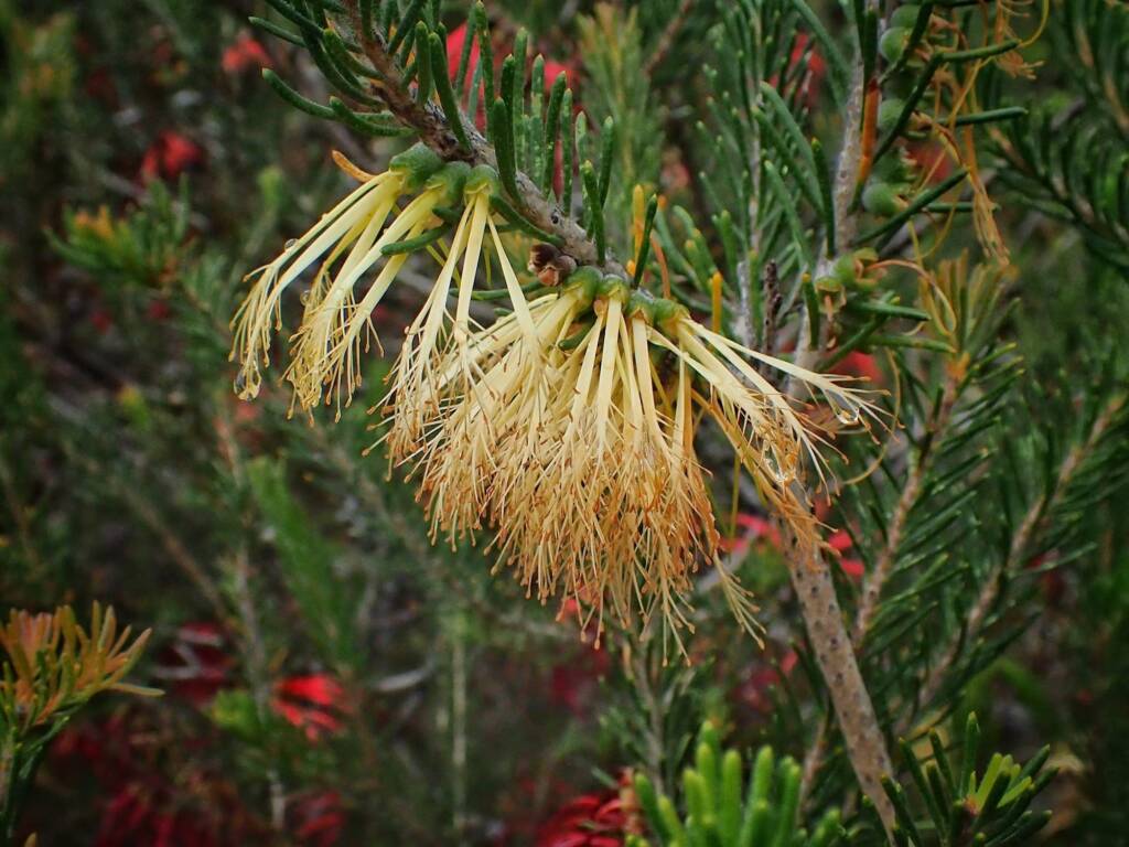 One-sided Bottlebrush (Calothamnus quadrifidus), Great Southern Region WA © Terry Dunham