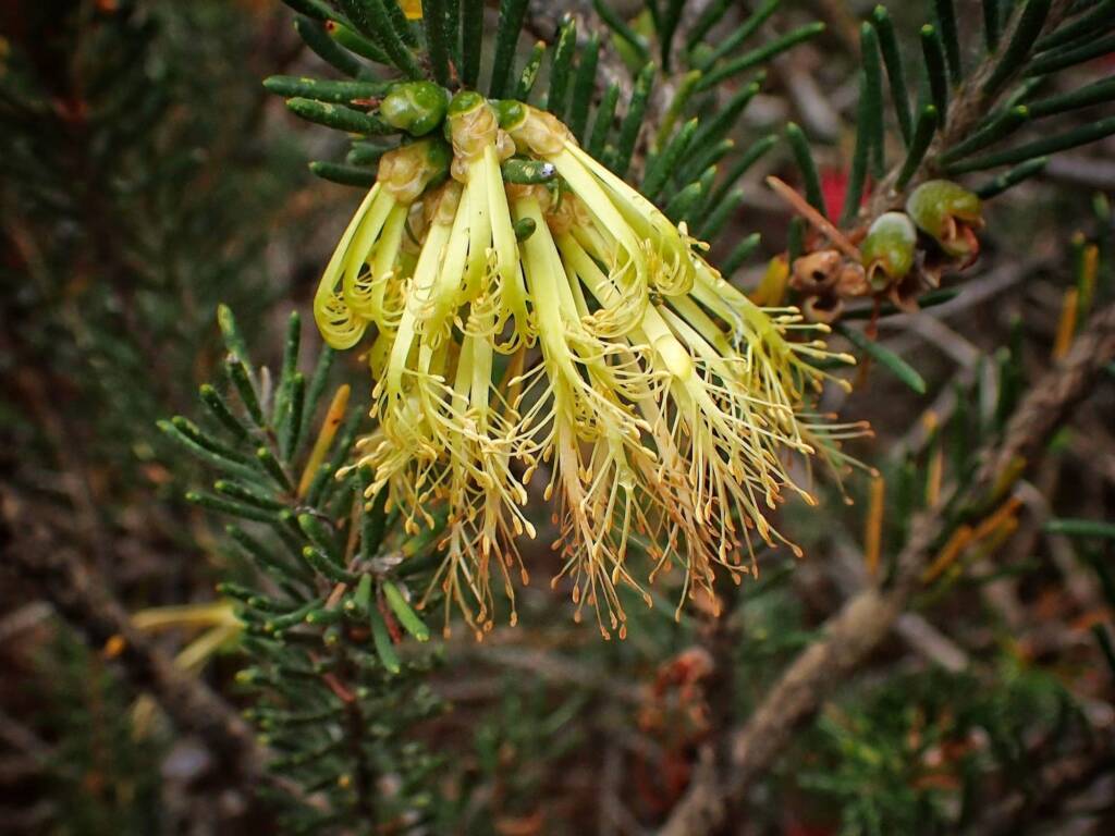 One-sided Bottlebrush (Calothamnus quadrifidus), Great Southern Region WA © Terry Dunham