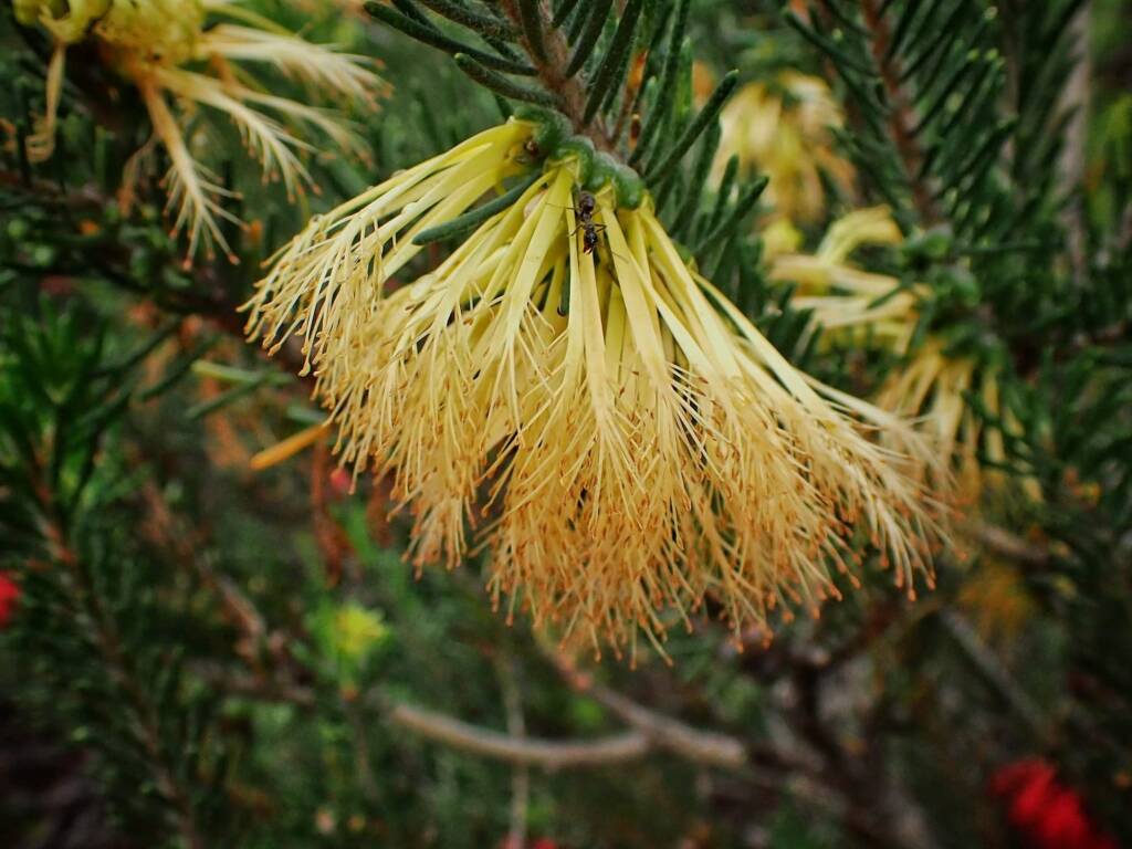 One-sided Bottlebrush (Calothamnus quadrifidus), Great Southern Region WA © Terry Dunham