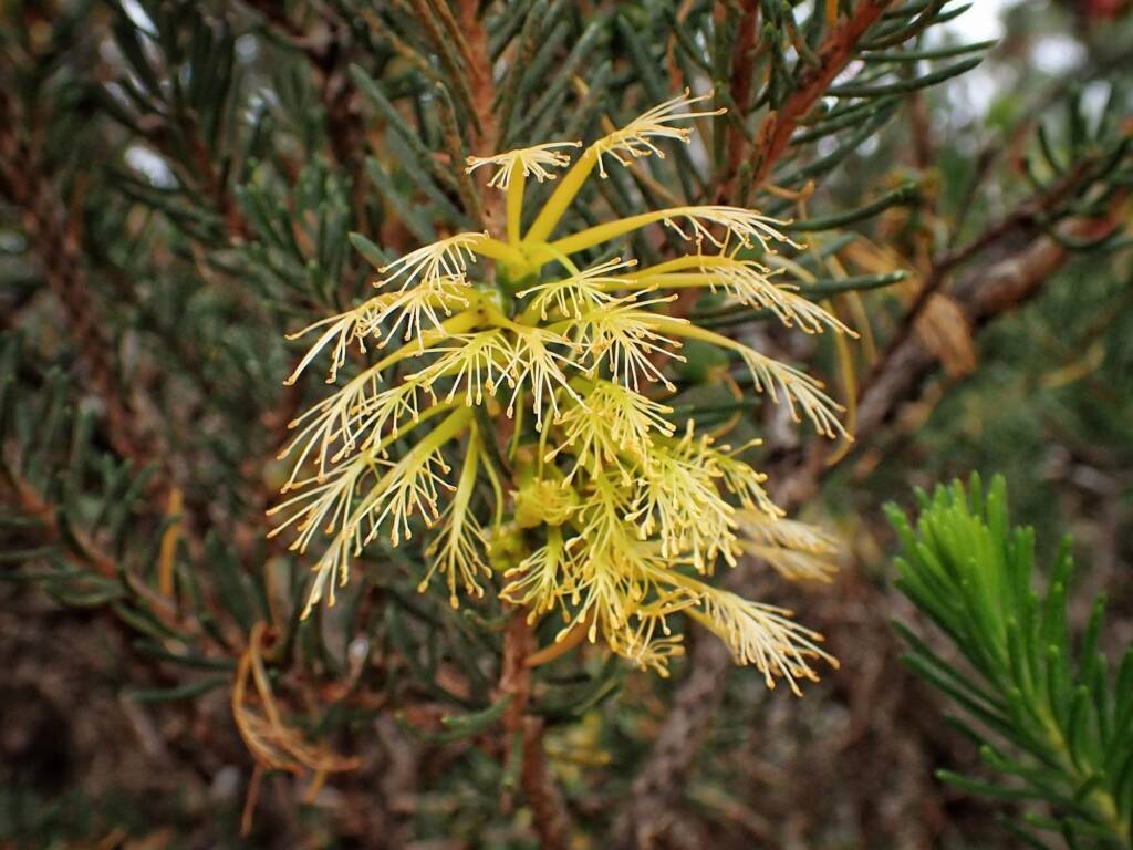 One-sided Bottlebrush (Calothamnus quadrifidus), Great Southern Region WA © Terry Dunham