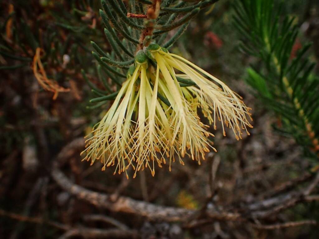 One-sided Bottlebrush (Calothamnus quadrifidus), Great Southern Region WA © Terry Dunham
