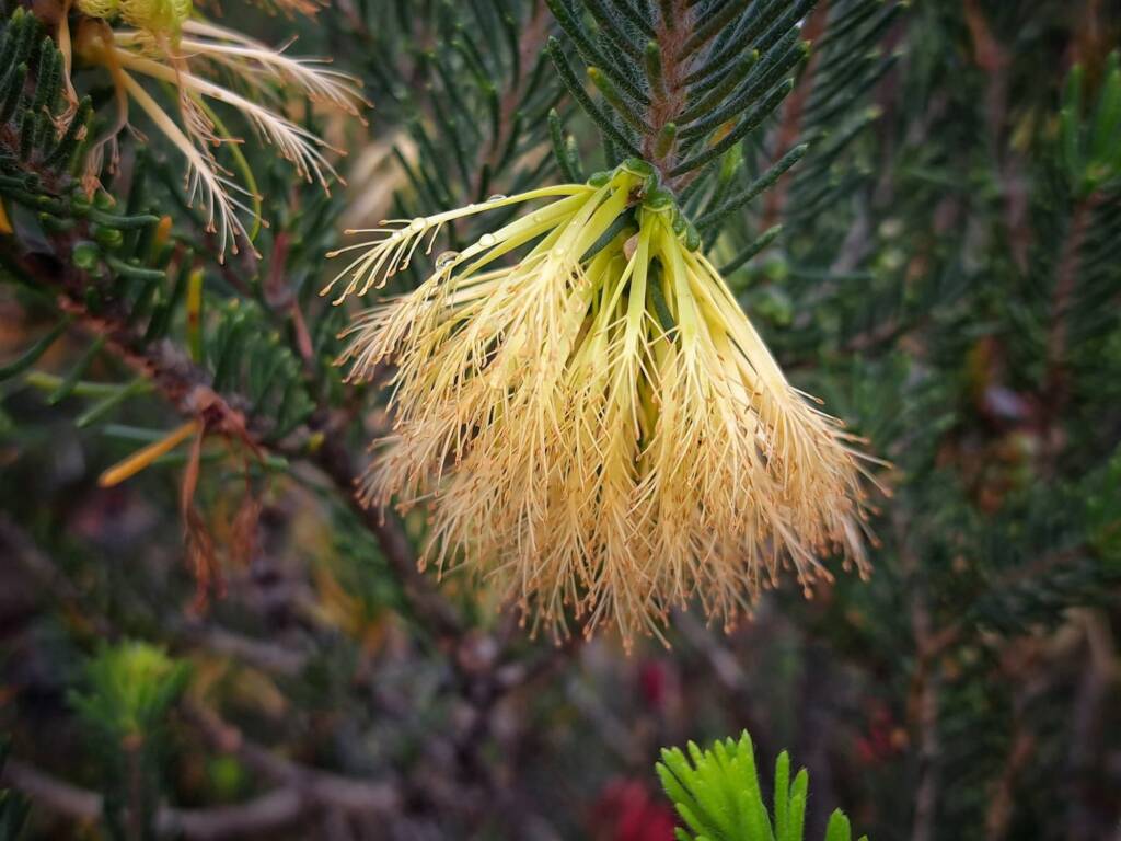 One-sided Bottlebrush (Calothamnus quadrifidus), Great Southern Region WA © Terry Dunham