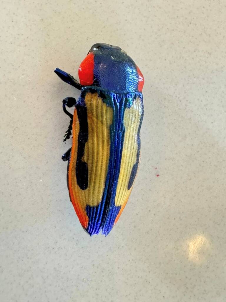 Castiarina amabilis, Mt Cooke WA © Mark Hanlon
