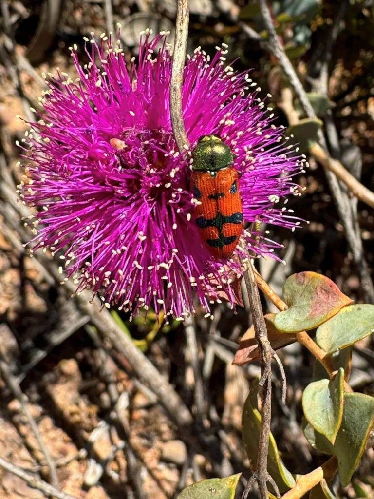 Castiarina aureola, between Lake King and Esperance WA © Mark Hanlon