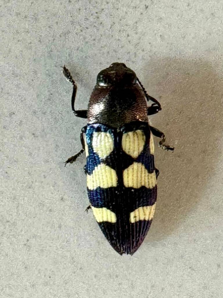 Castiarina bilyi, Mt Cooke WA © Mark Hanlon