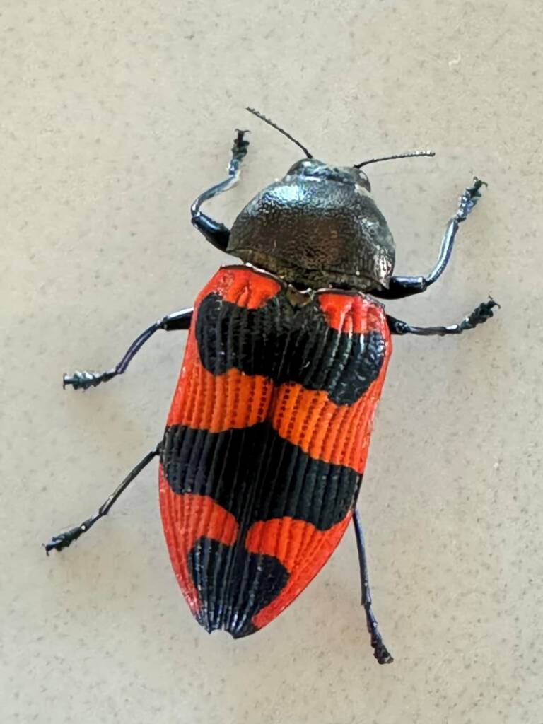 Castiarina carminea, Mt Cooke WA © Mark Hanlon