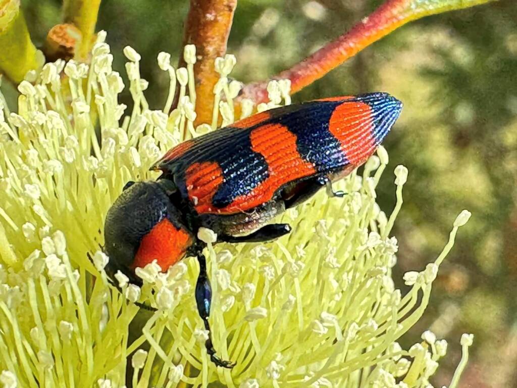 Castiarina castelnaudi, Ravensthorpe WA © Mark Hanlon