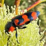 Castiarina castelnaudi, Ravensthorpe WA © Mark Hanlon