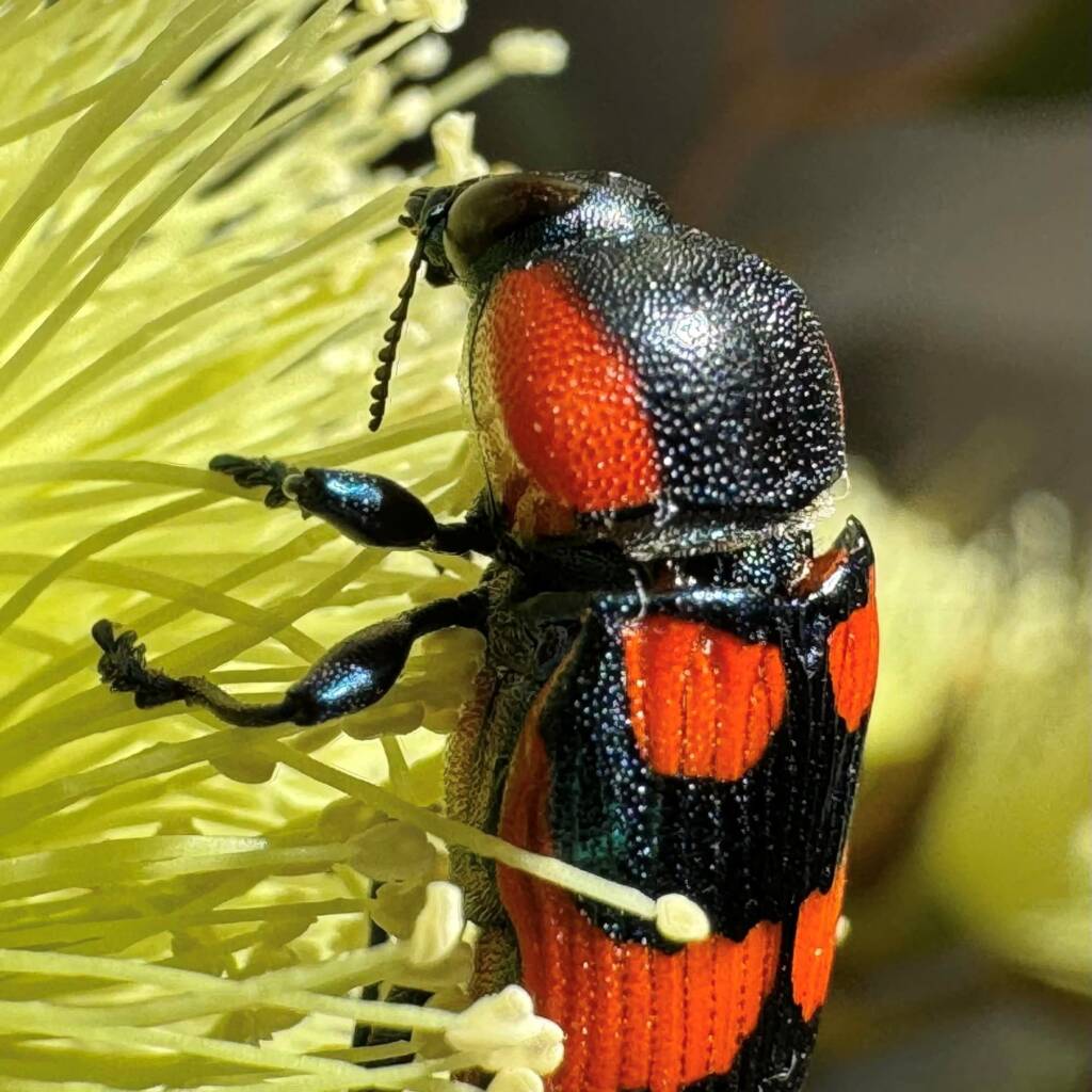 Castiarina castelnaudi, Ravensthorpe WA © Mark Hanlon