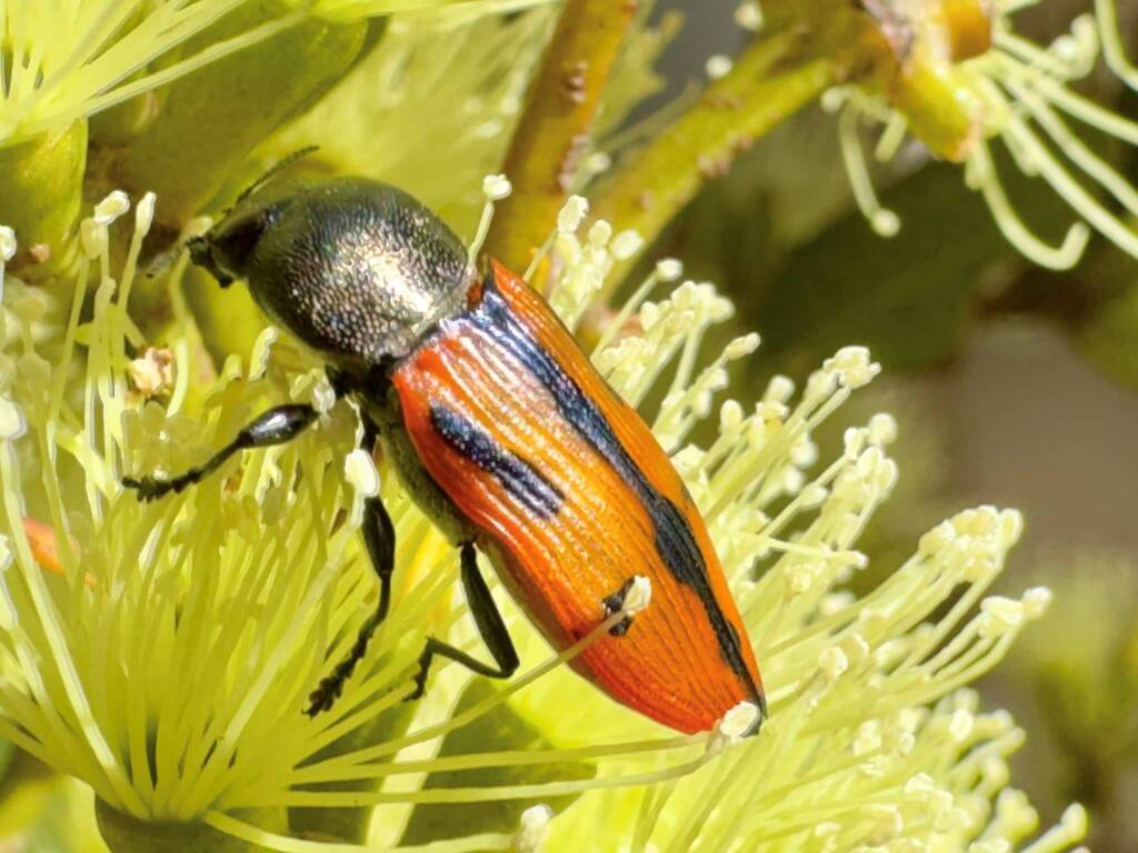 Castiarina clancula, Ravensthorpe WA © Mark Hanlon