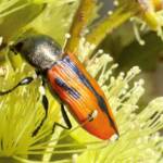 Castiarina clancula, Ravensthorpe WA © Mark Hanlon