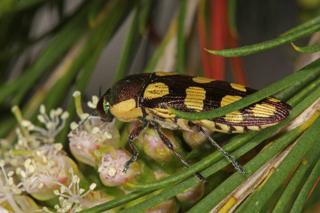 Castiarina decemmaculata (Jewel Beetle) on Melaleuca armillaris, Ballandean © Marc Newman