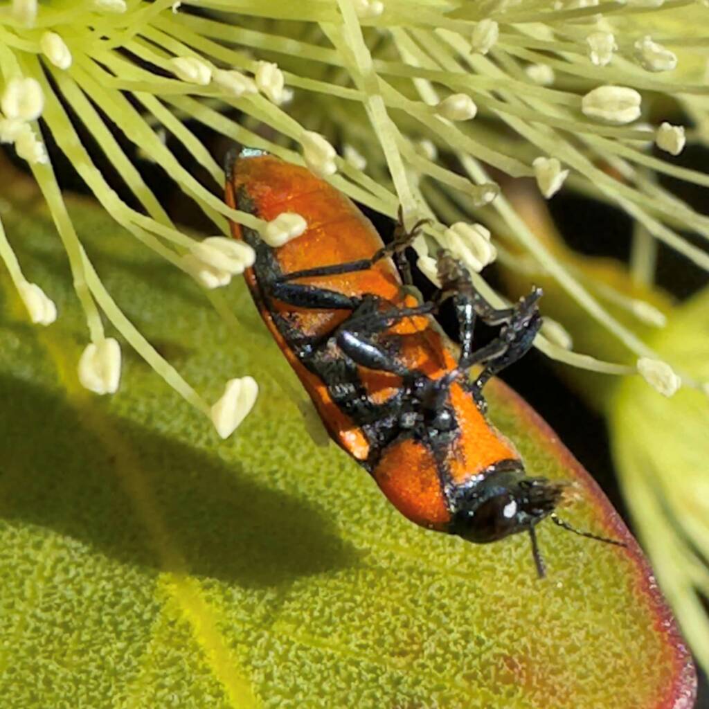 Castiarina distinguenda, Ravensthorpe WA © Mark Hanlon