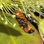 Castiarina distinguenda, Ravensthorpe WA © Mark Hanlon