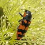 Castiarina distinguenda, Ravensthorpe WA © Mark Hanlon
