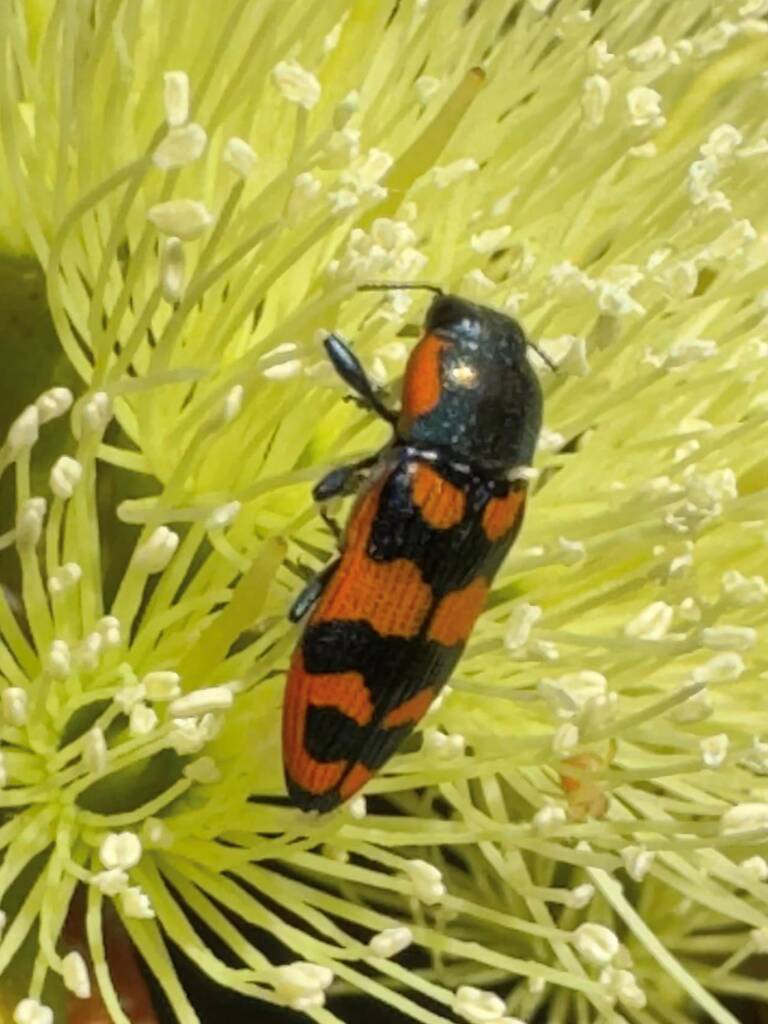 Castiarina distinguenda, Ravensthorpe WA © Mark Hanlon