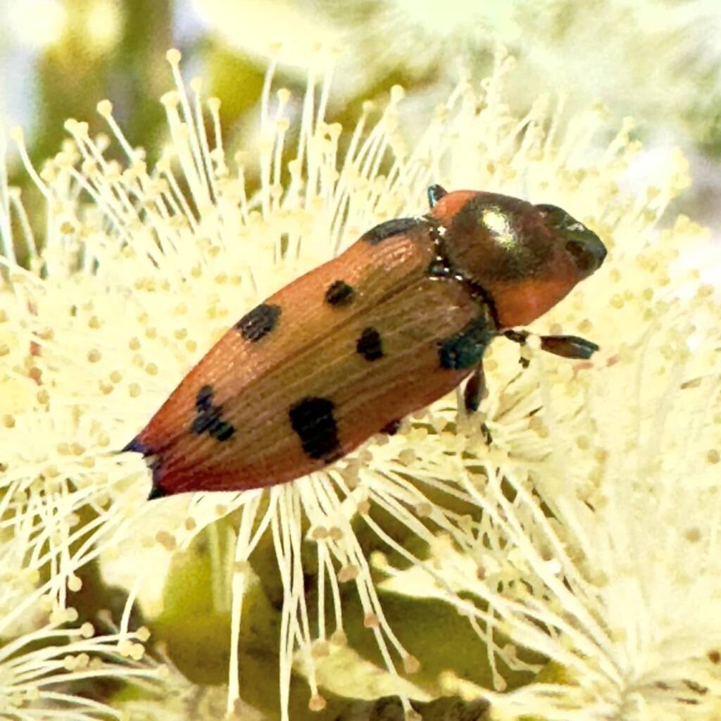 Castiarina gardnerae, between Lake King and Esperance WA © Mark Hanlon