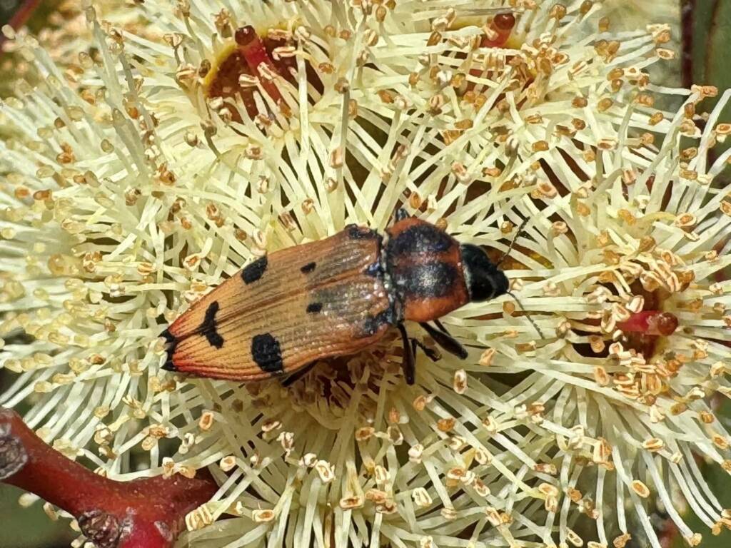 Castiarina gardnerae, Cape Arid WA © Mark Hanlon