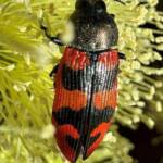 Castiarina hateleyi, Ravensthorpe WA © Mark Hanlon