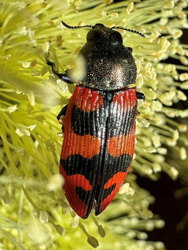 Castiarina hateleyi, Ravensthorpe WA © Mark Hanlon