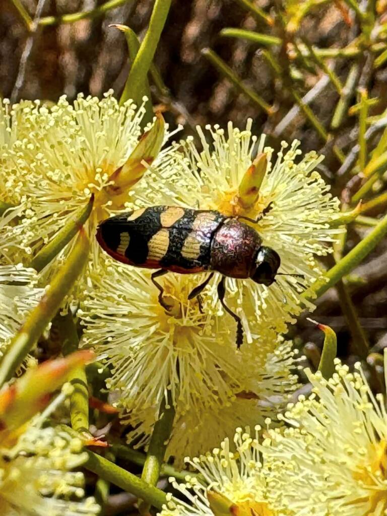 Castiarina macmillani, between Lake King and Esperance WA © Mark Hanlon