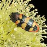 Castiarina marginata, Ravensthorpe WA © Mark Hanlon