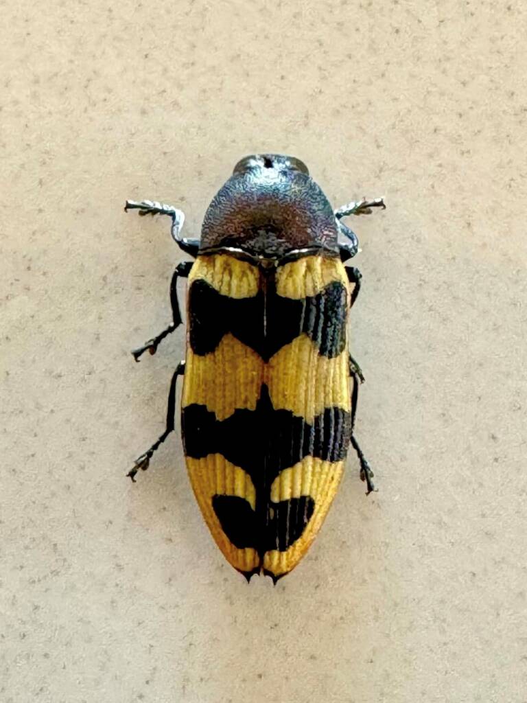 Castiarina placida, Mt Cooke WA © Mark Hanlon