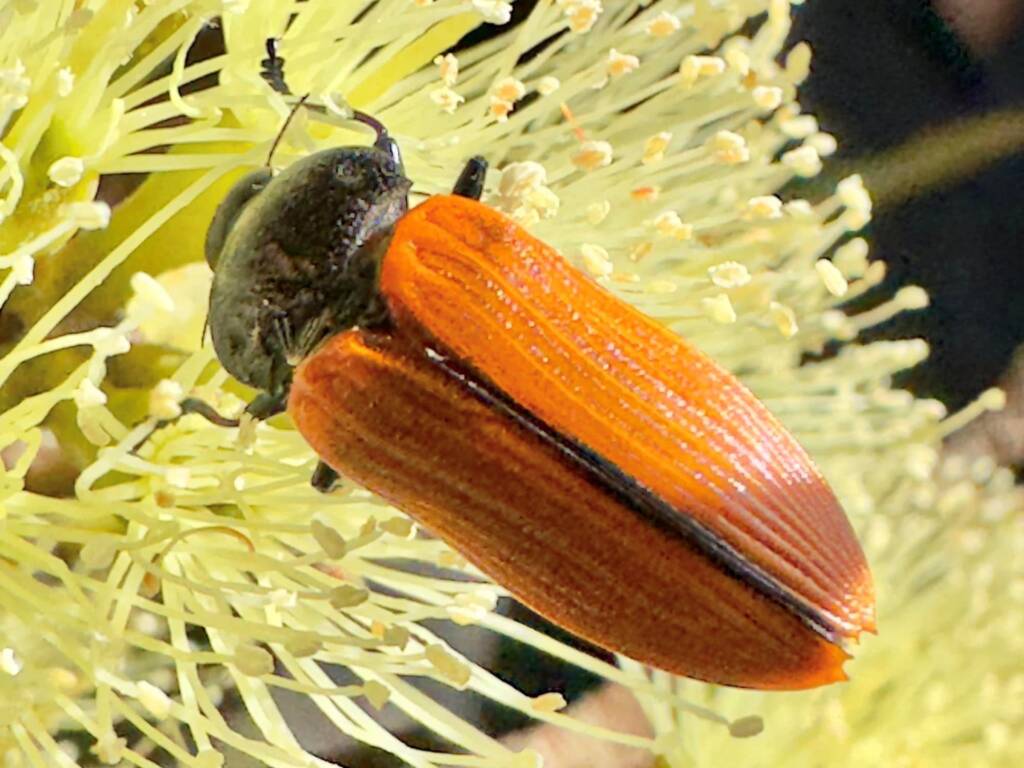 Castiarina rufipennis, Ravensthorpe WA © Mark Hanlon