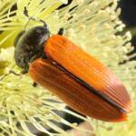 Castiarina rufipennis, Ravensthorpe WA © Mark Hanlon