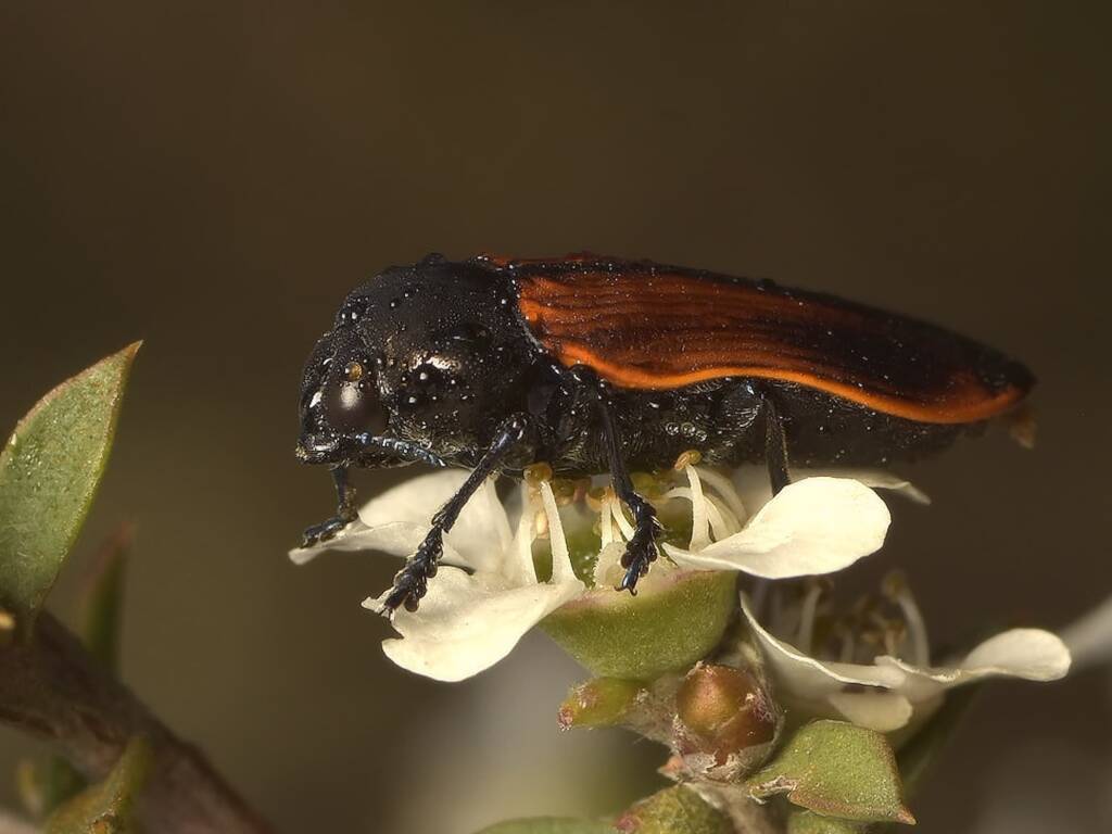 Castiarina rufipennis, Black Mountain Nature Reserve ACT © Tony Eales