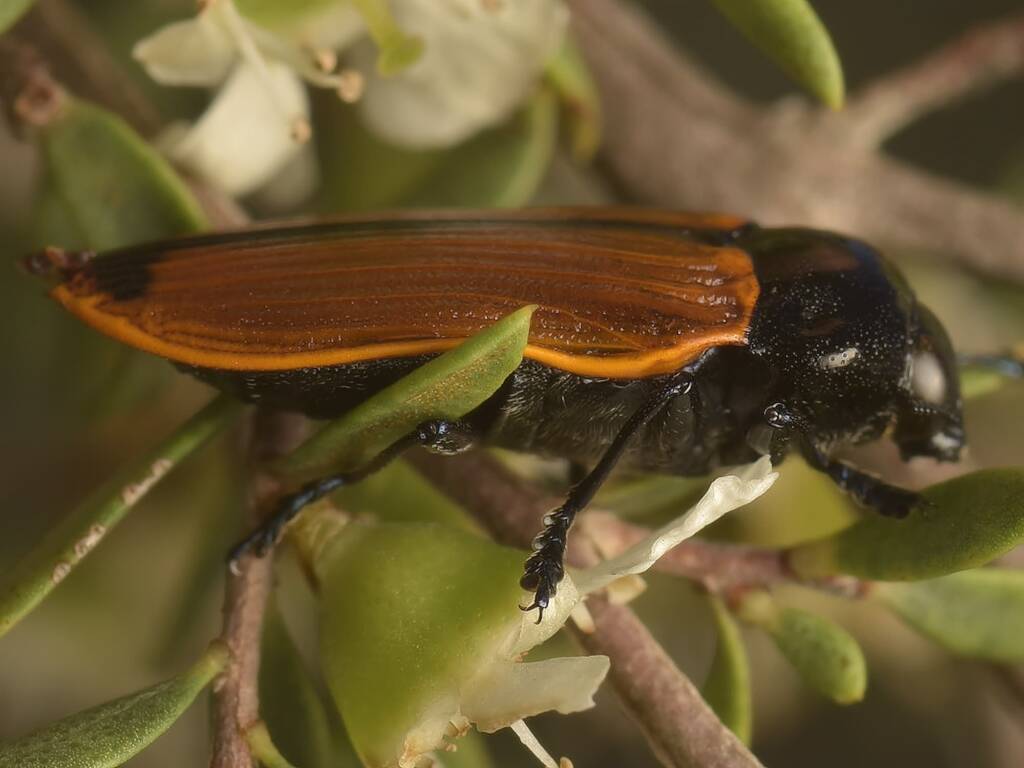 Castiarina rufipennis, Black Mountain Nature Reserve ACT © Tony Eales