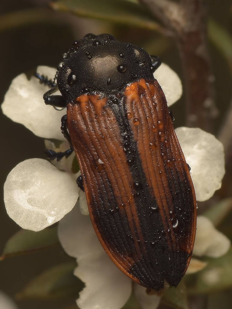 Castiarina rufipennis, Black Mountain Nature Reserve ACT © Tony Eales