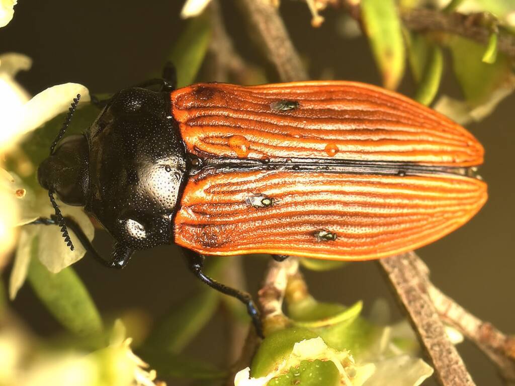 Castiarina rufipennis, Black Mountain Nature Reserve ACT © Tony Eales