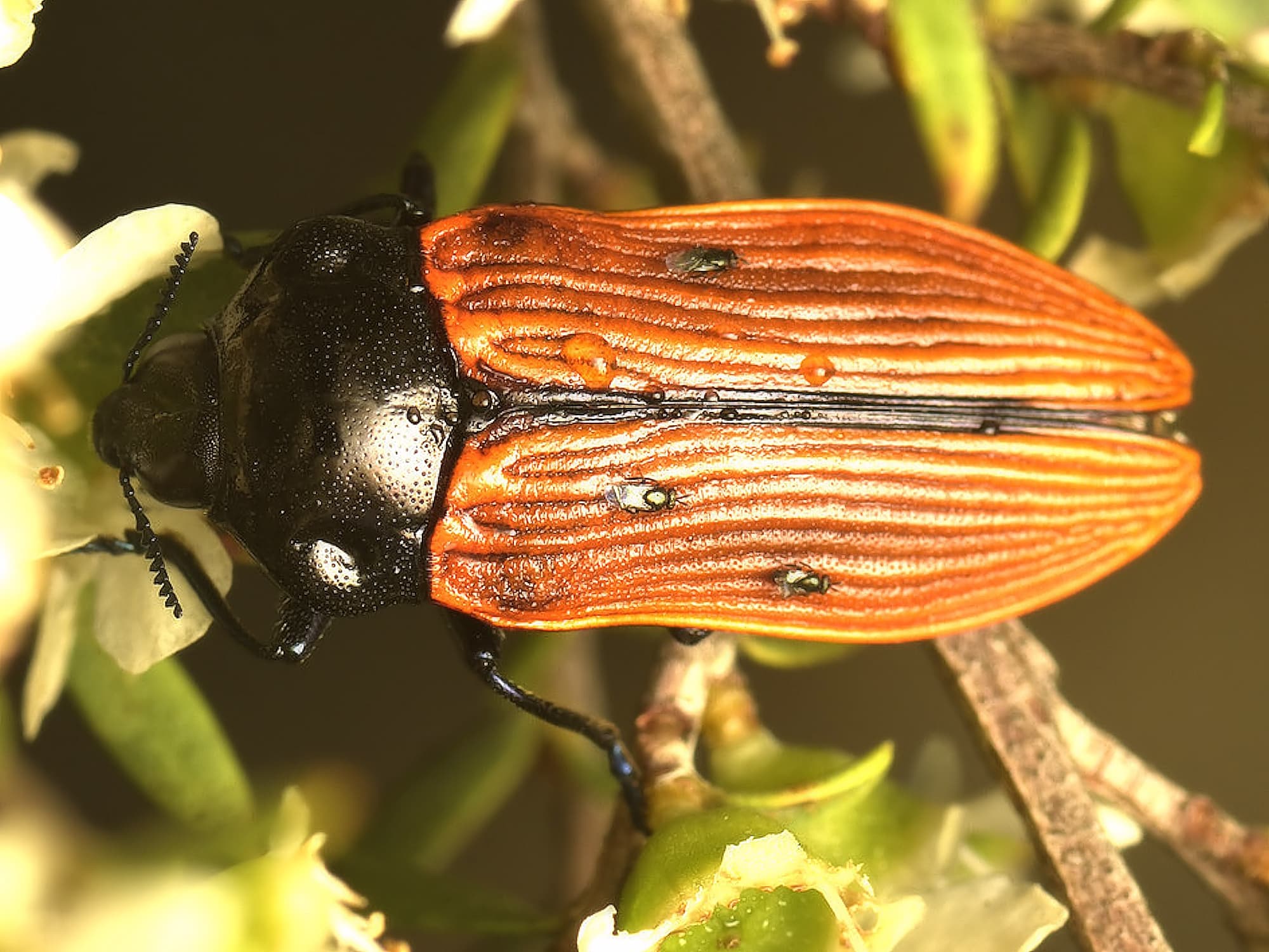 Castiarina rufipennis, Black Mountain Nature Reserve ACT © Tony Eales
