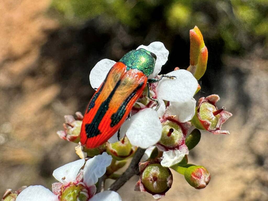 Castiarina sanguinolenta, Cape Arid WA © Mark Hanlon