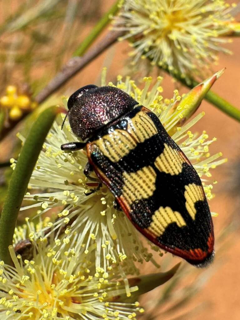 Castiarina simulata lais, between Lake King and Esperance WA © Mark Hanlon