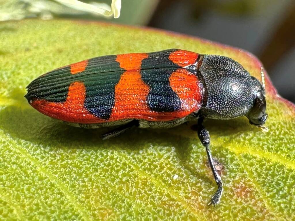 Castiarina turbulenta, Ravensthorpe WA © Mark Hanlon