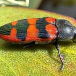 Castiarina turbulenta, Ravensthorpe WA © Mark Hanlon
