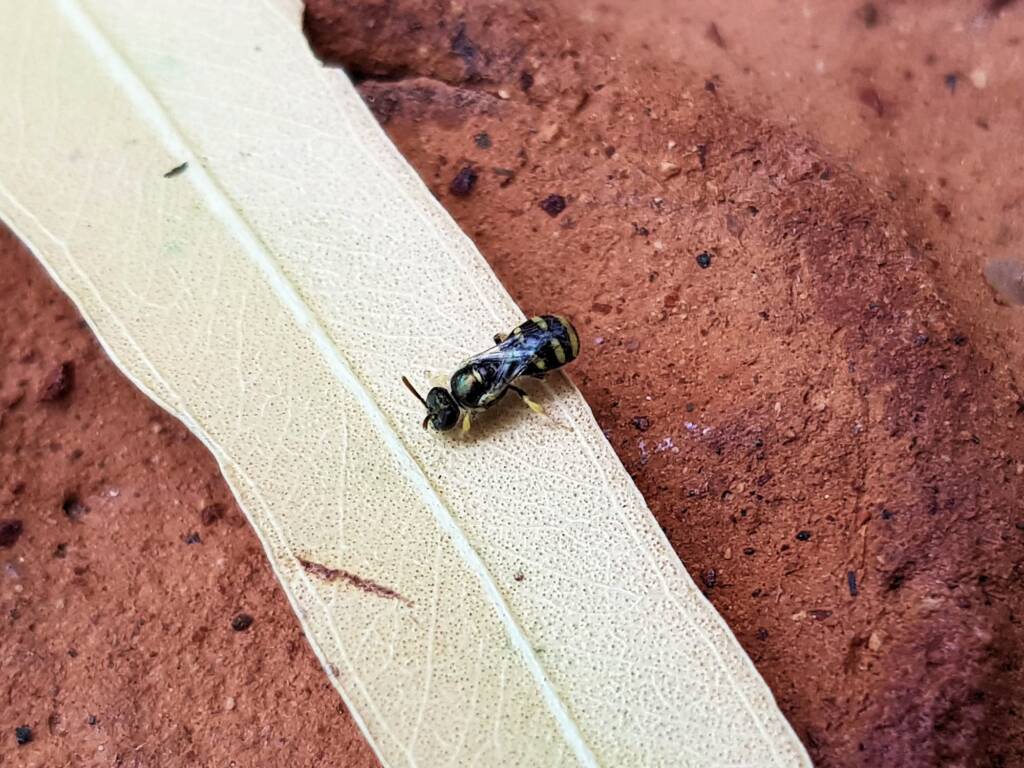 Ceylalictus perditellus, Alice Springs NT
